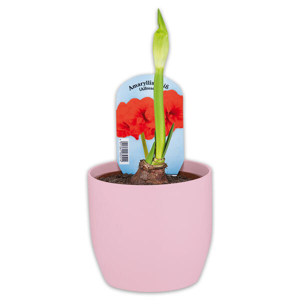Amaryllis