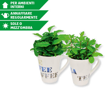 Caffè e menta nella tazza