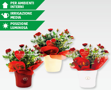 Rosa Kordana in vaso di ceramica