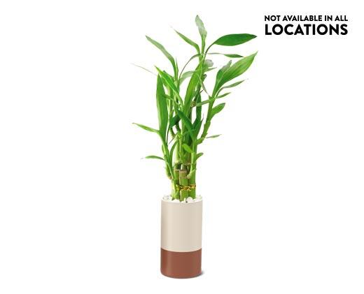2.5" Lucky Bamboo
