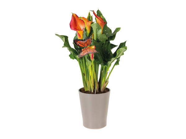 Calla in Ceramic Pot