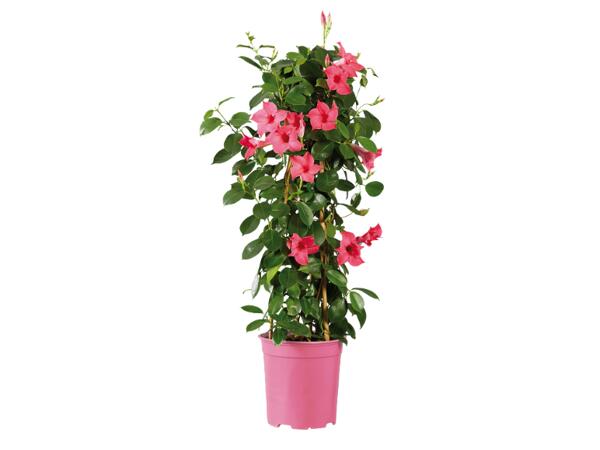 Dipladenia "Sundaville"
