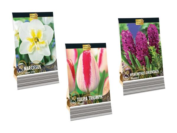 Blomsterløg Premium