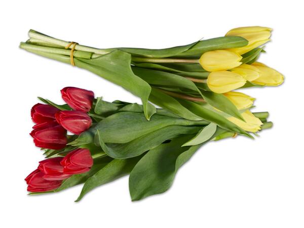 Tulpenstrauß einfärbig