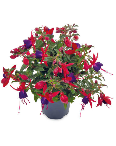 Bella Fuchsia 4 Pack