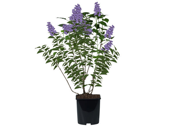 Flieder (Syringa vulgaris)