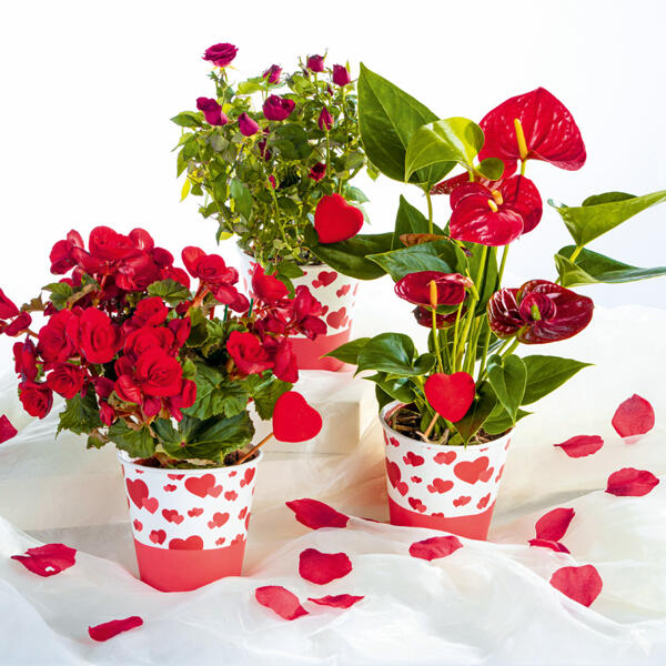Valentinspflanzen