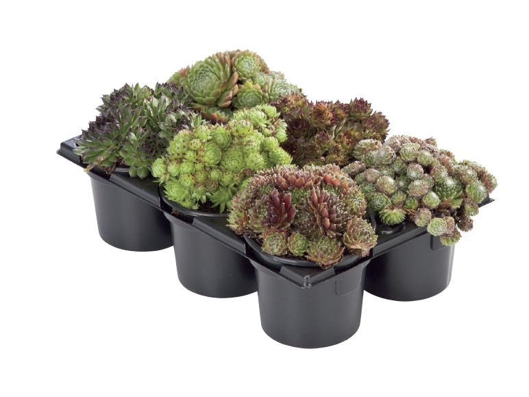 Succulents