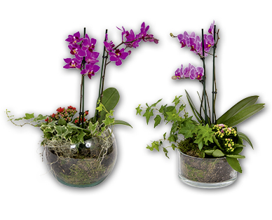 Orchidea