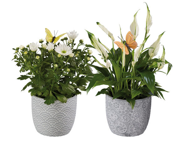 Flowering Plants