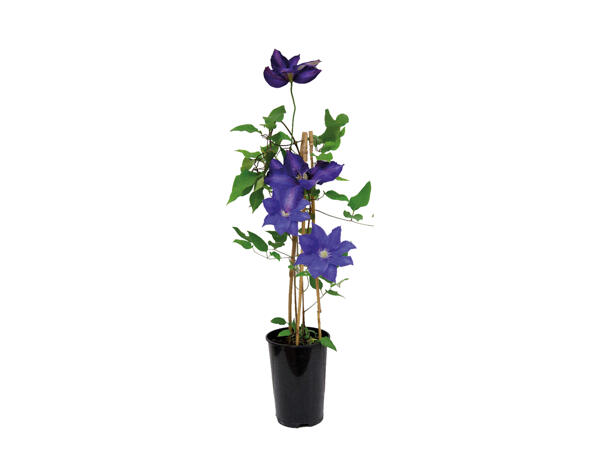 British Clematis Lidl Great Britain Specials archive
