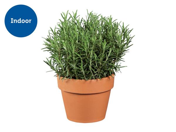 Italian Herbs in Terracotta Pot