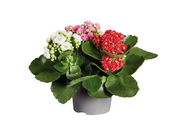Kalanchoe