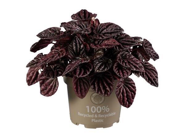Peperomia Mix
