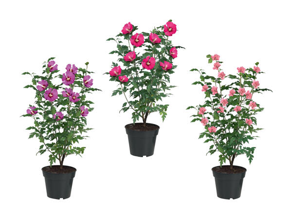 Hibiscus de jardin