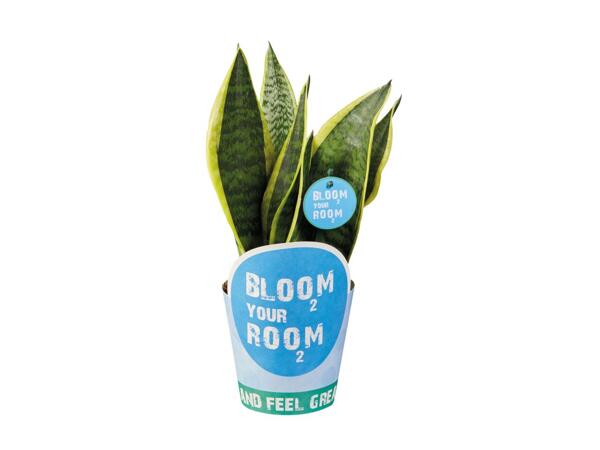 Green Plants 'Bloom your Room'
