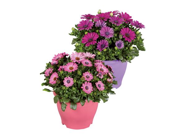 Osteospermum