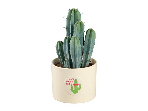 Cactus and Succulent in Ceramic