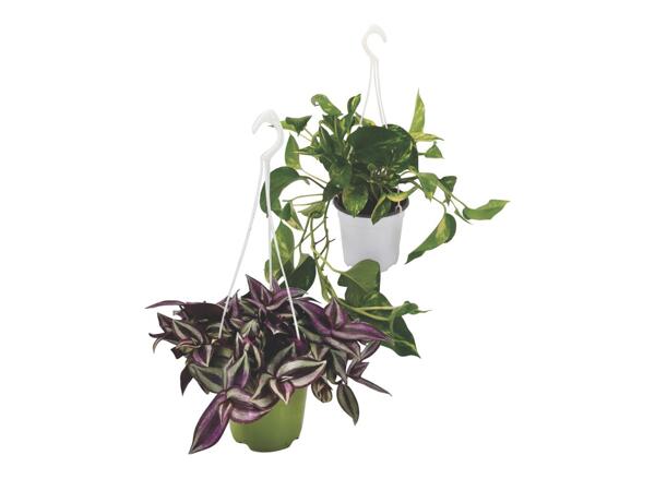 Hanging Flower Pots