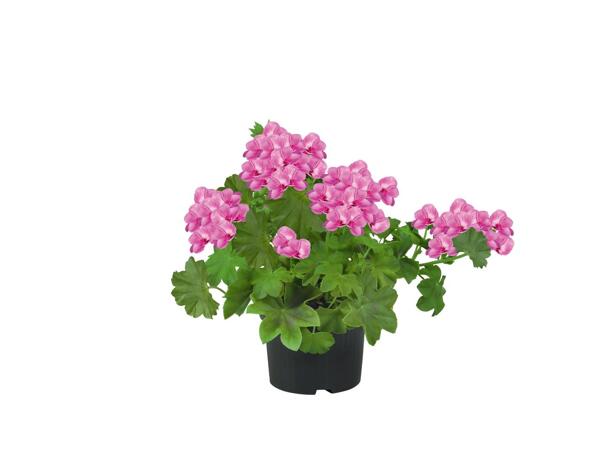 Trailing Geranium