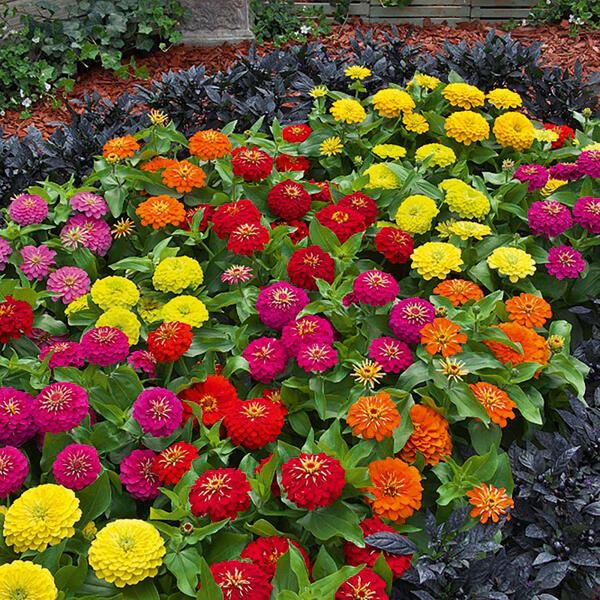 Zinnien