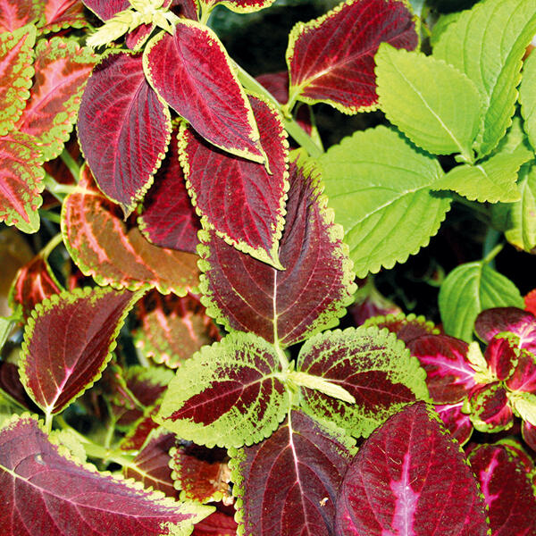Coleus Trio
