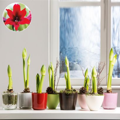 Amaryllis