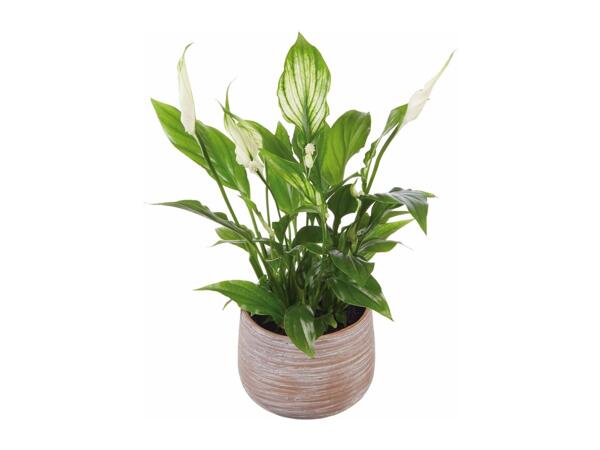 Peace Lily in Ceramic