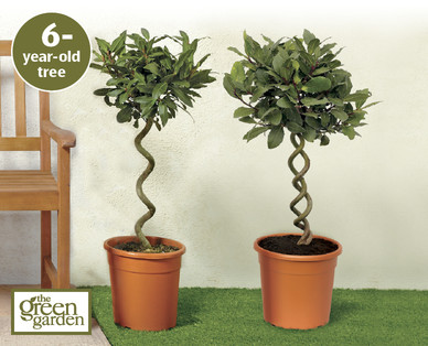 Spiral Bay Tree