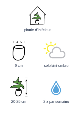 Muguet
