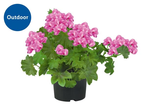 Trailing Geranium