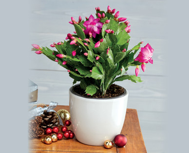 Christmas Cactus†