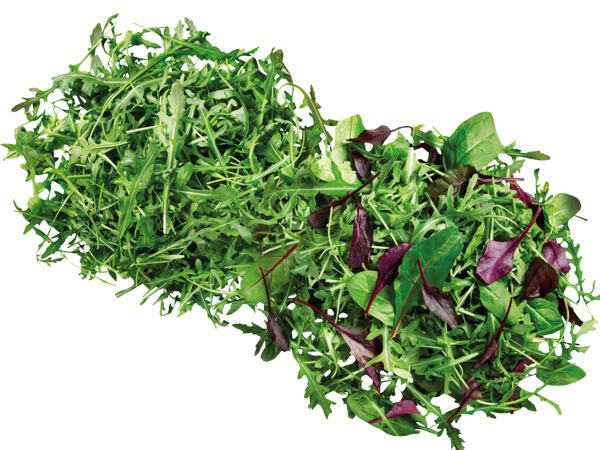 Mix Salat oder Rucola