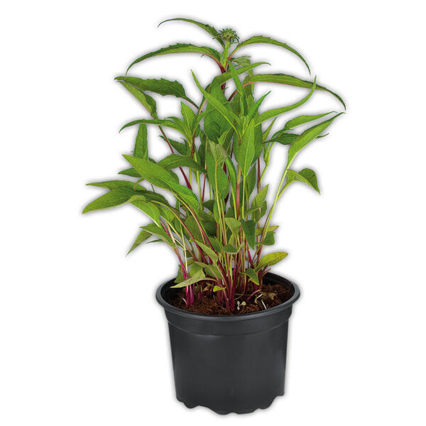 Echinacea "Sonnenhut"