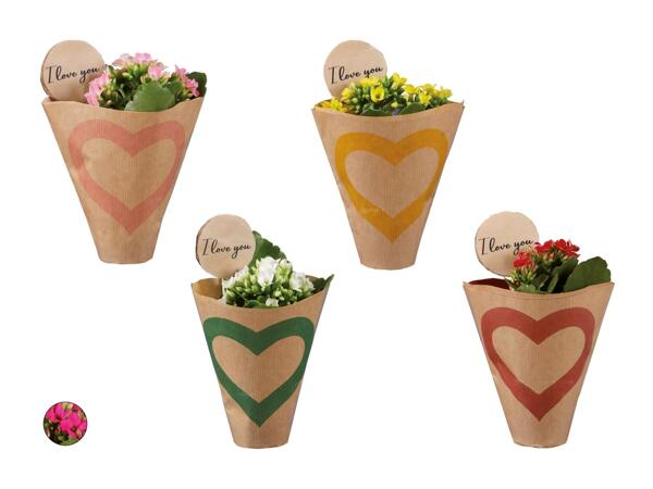 Kalanchoé Mini "I love you" dans un sac en papier