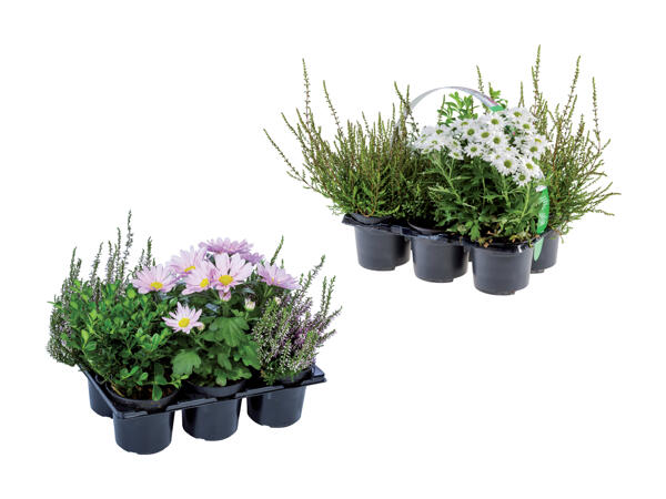 Outdoor mix 6'er bakke