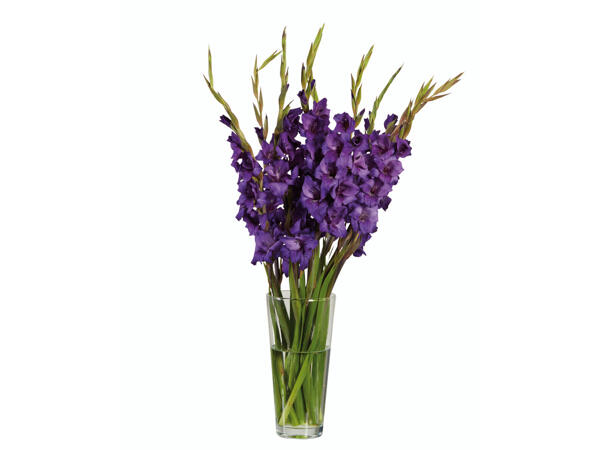 Kurze Gladiole