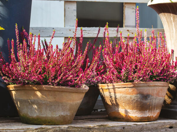 Lyng Calluna vulgaris