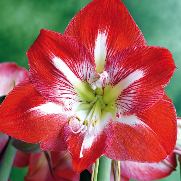 Amaryllis in Geschenkbox