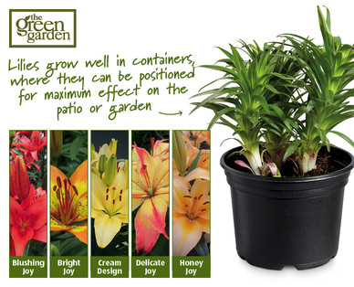 Potted Lilies