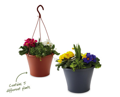 Alpine Planter/Hanging Basket