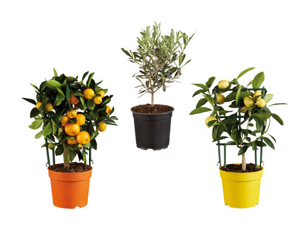 Plante méditerranéenne