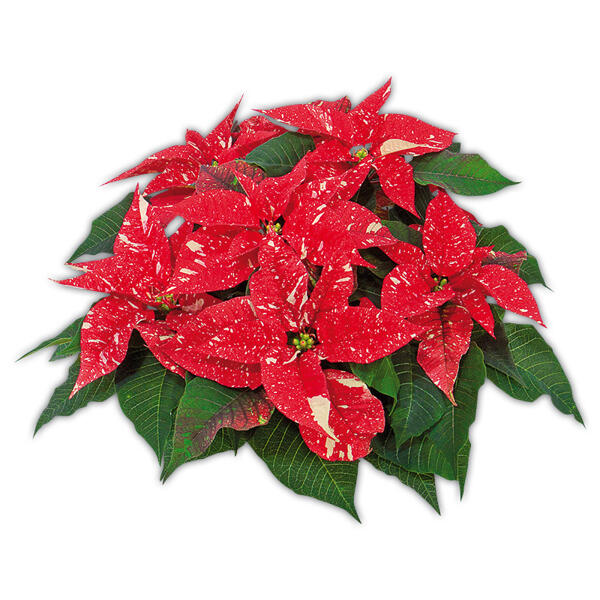 Weihnachtsstern