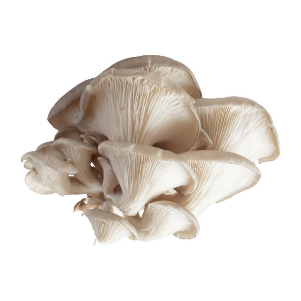 Cogumelos Pleurothus Biológicos Nacionais