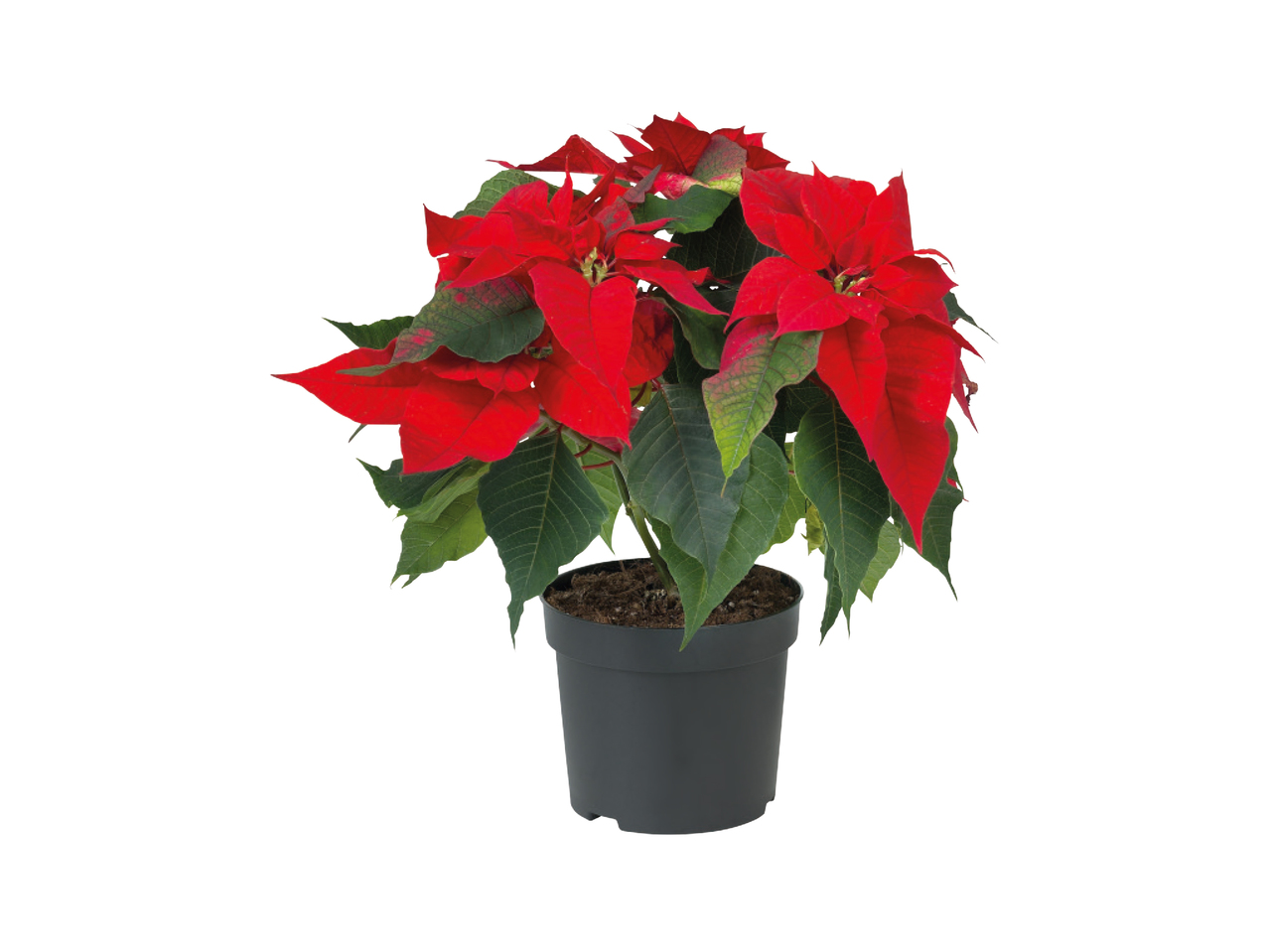 Christmas Poinsettia1