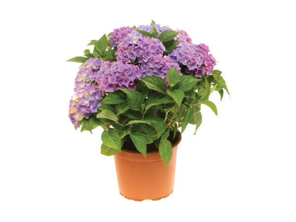 Hortensia