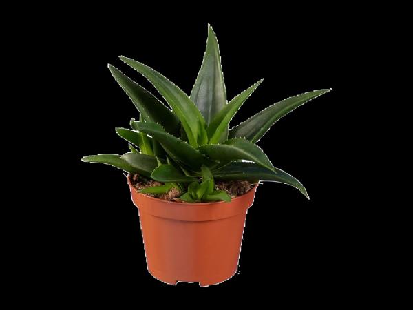Succulent