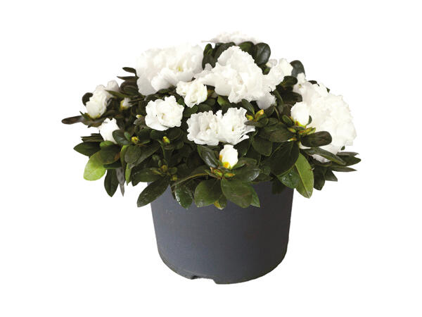 Azalea