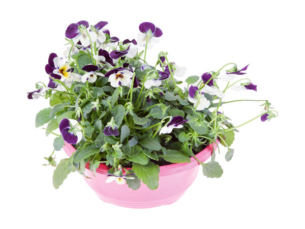 Stedmoderblomster eller violer i skål