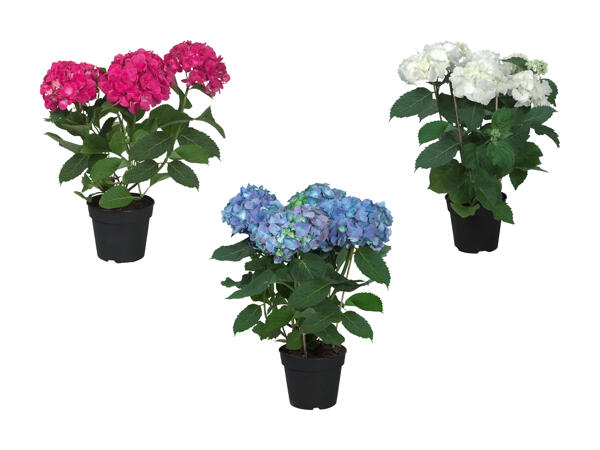 Hortensia